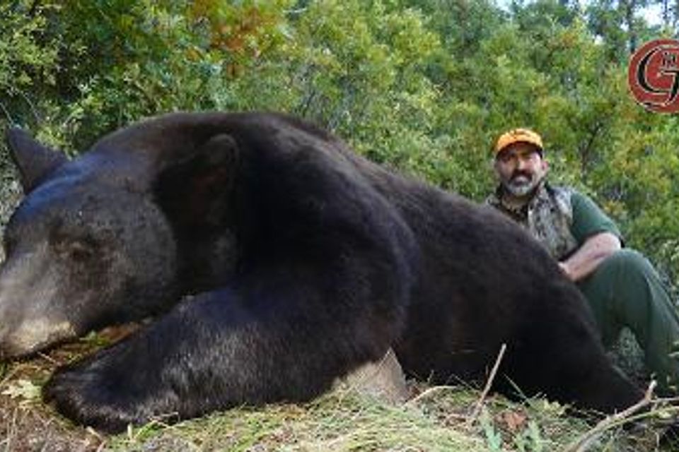Aaron bear