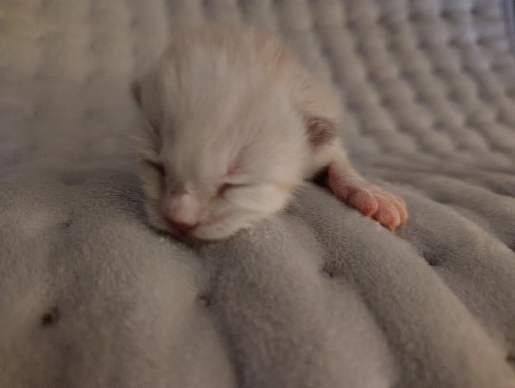 A rescue pet relaxing indoors
