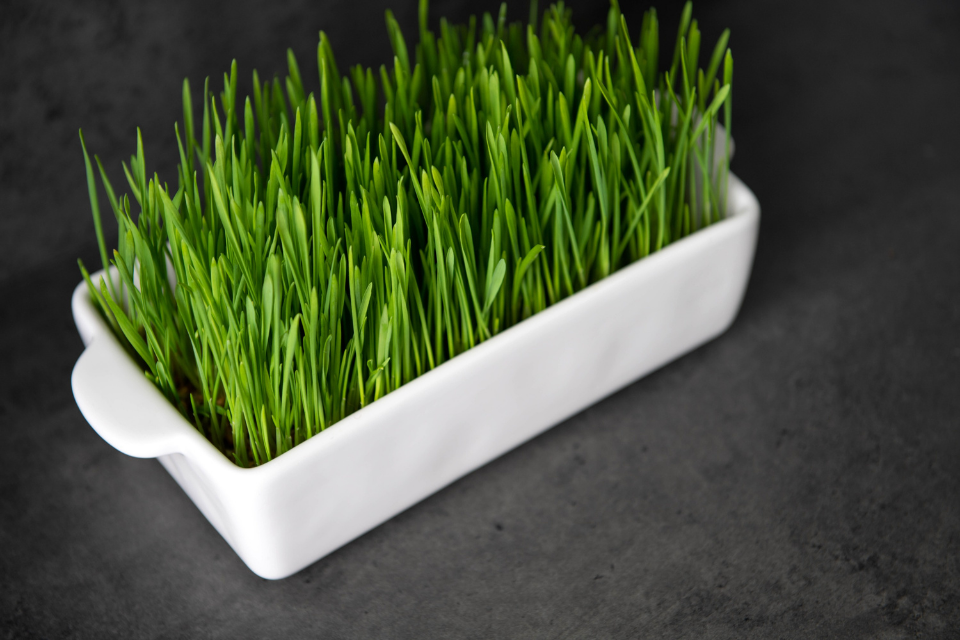 Wheat grass