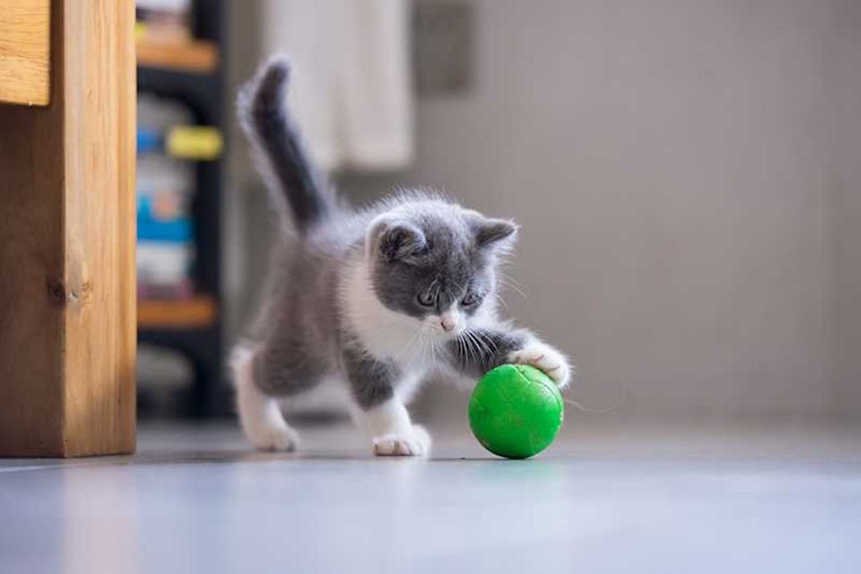 Kitten playing with a ball resized