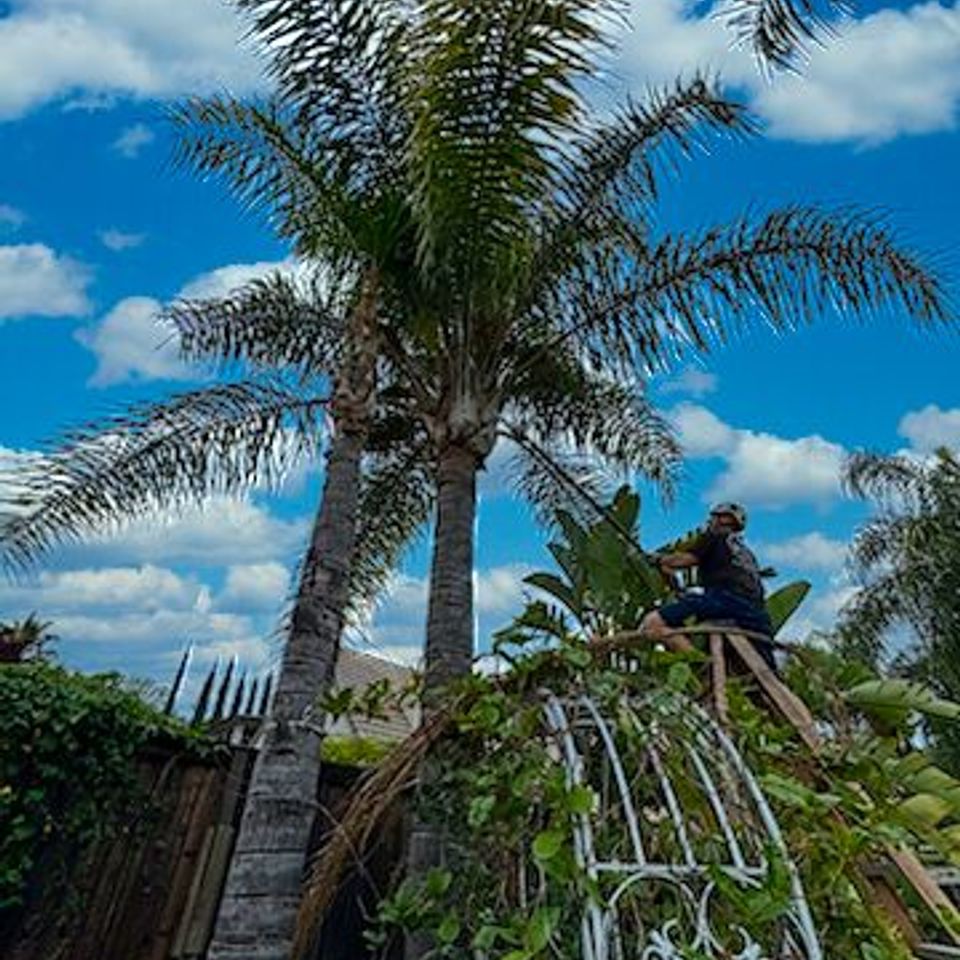 palm tree trimming folsom ca