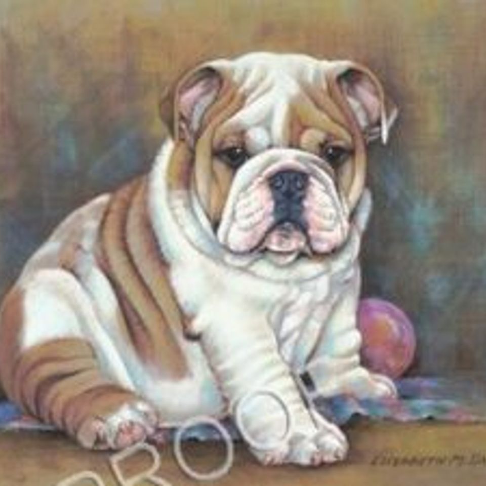 Bulldog rita 300x225