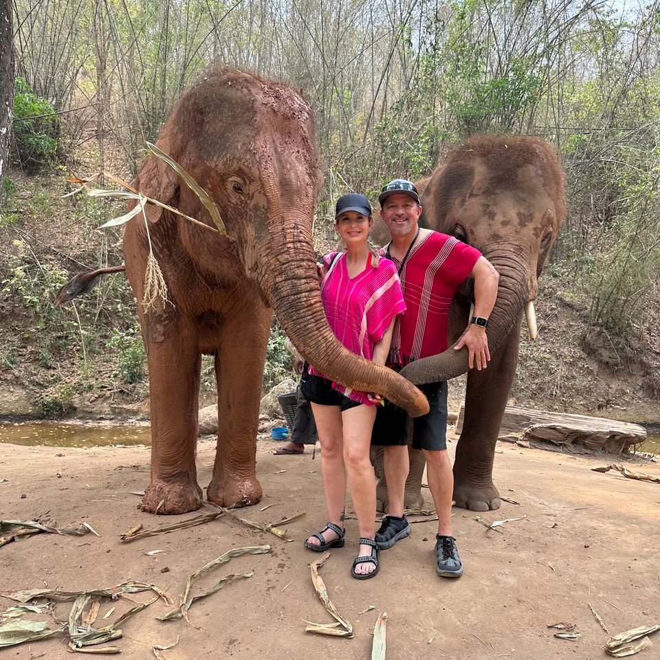 Chiangmai elephants