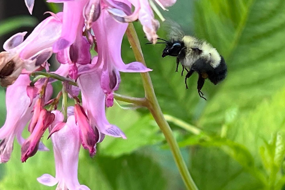 Bee