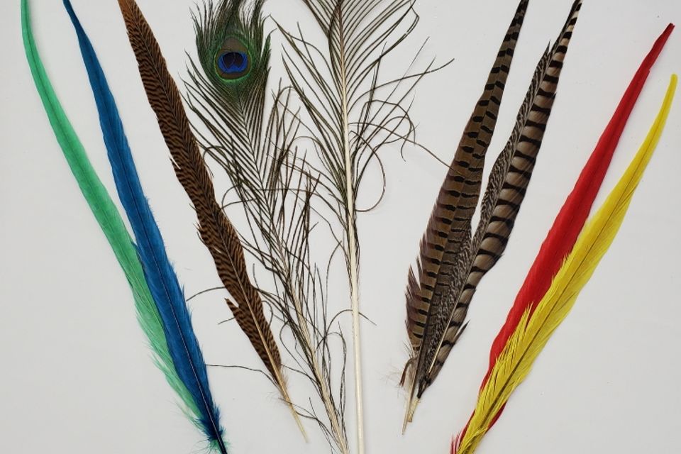 Specialty feathers