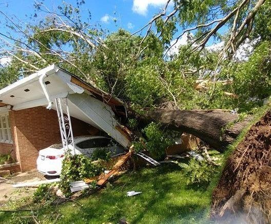 tree service in madison nc, tree removal, stump grinding, mulching, tree cutting,