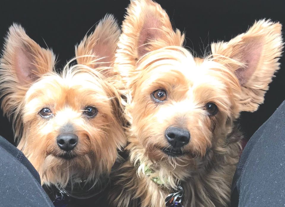 Creendogs