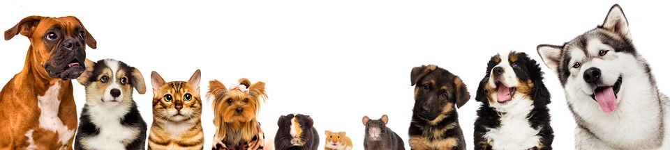 Depositphotos 249333040 el0 adjusted