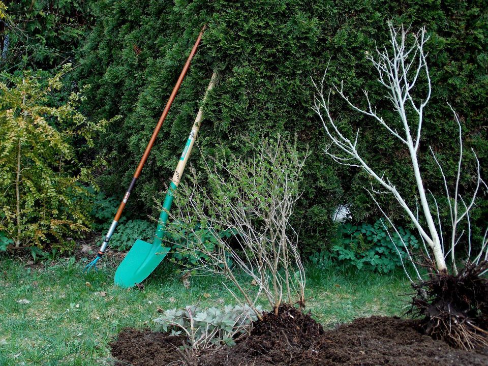 Tree Planting and Maintenance Services | Meridian, ID