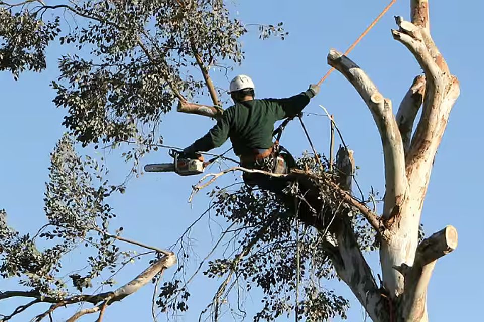 tree trimming harford county md