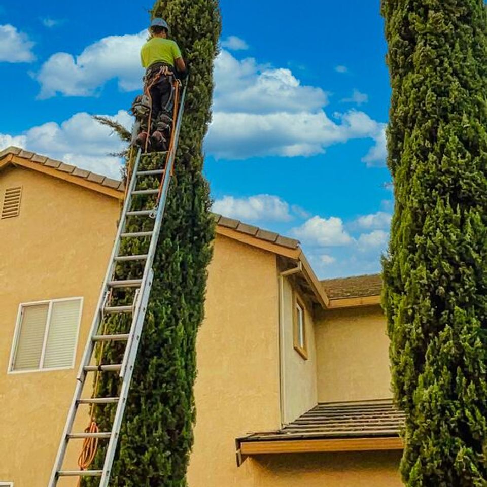 Professional tree maintenance team utilizing proper ladder safety and spotting techniques – Bud’s Tri-County Tree Services Inc. – Licensed #785788