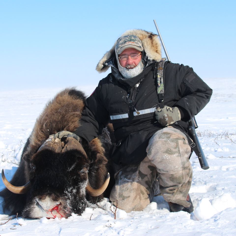 Jays muskox