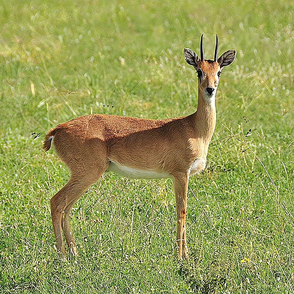 Oribi 1