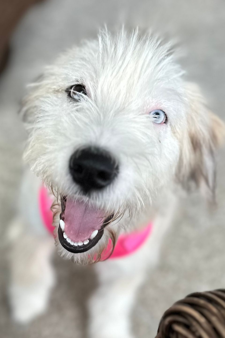 Sadie