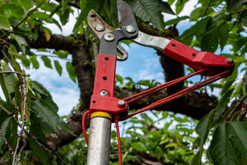 Tree pruning 2