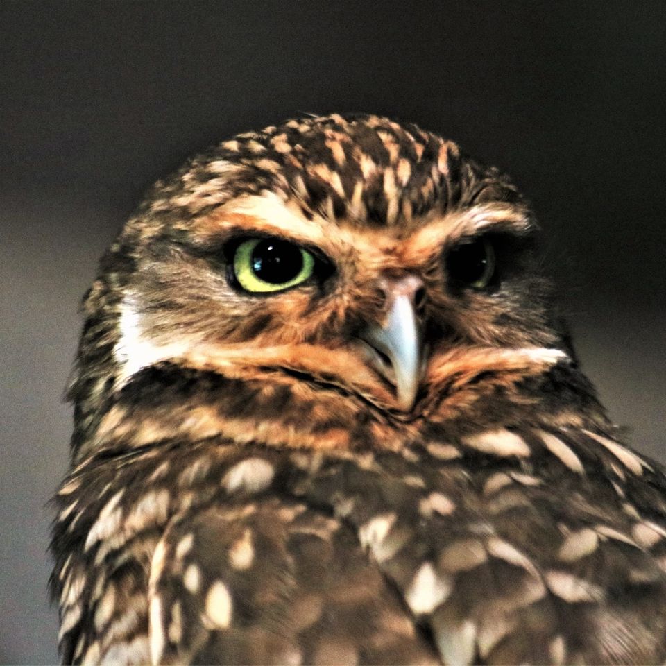 Https www.publicdomainpictures.netpictures350000velkaburrowing owl close up portrait