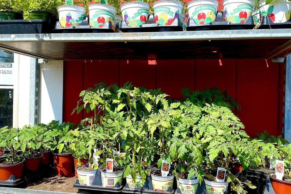 Herbs