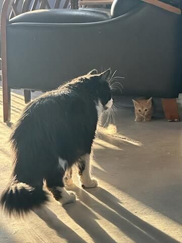 A rescue pet enjoying attention from staff