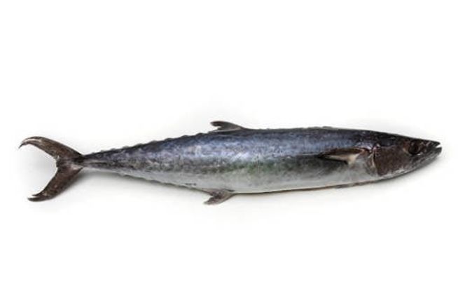 Kingfish frozen 1