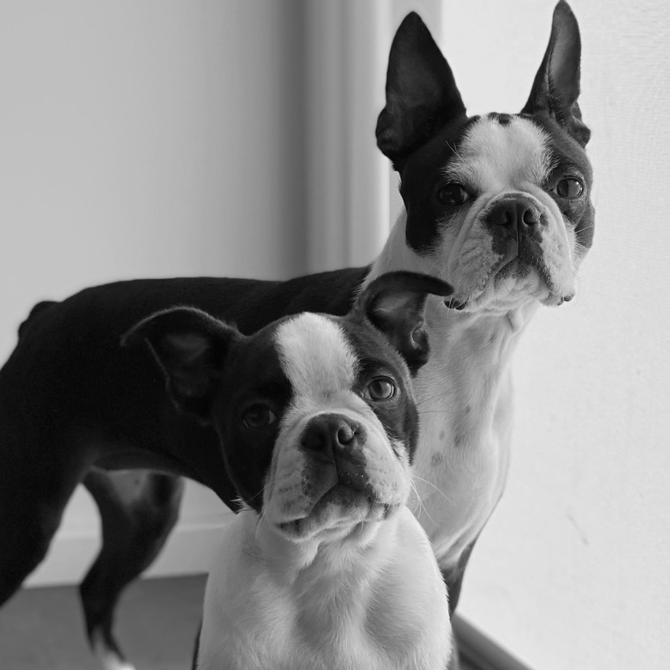 Which is better male or female boston terrier 1200x1200