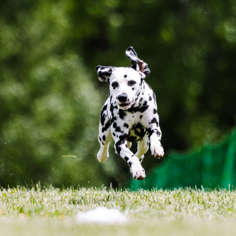 Adobestock 929774582