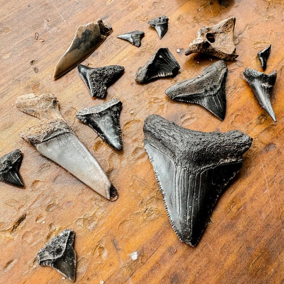 Black fossil shark tooth charleston sand.jpg