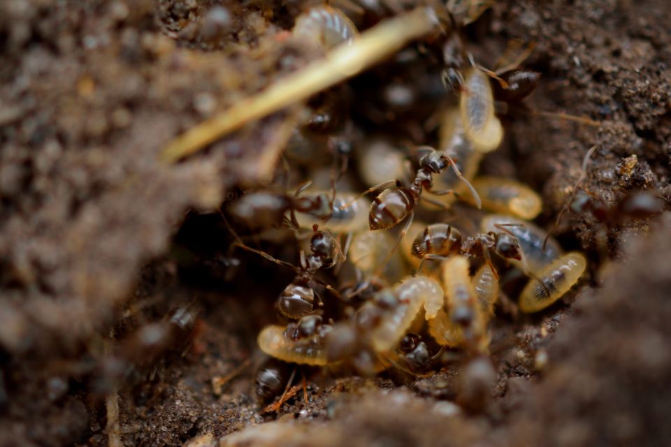 termite Pest Control
