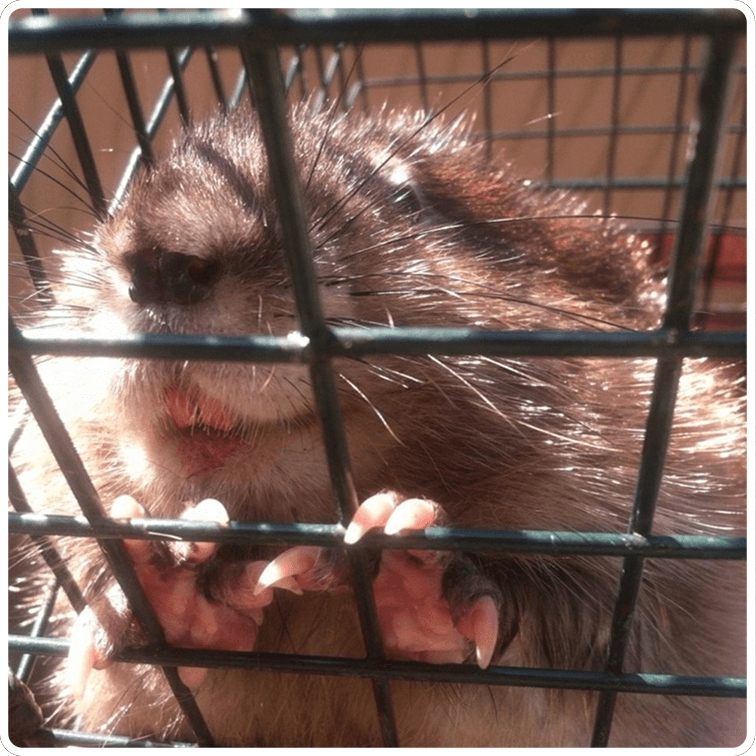 Wildlife gopher