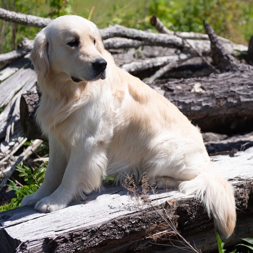 Monte male