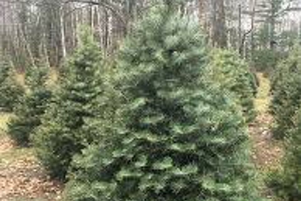 Concolor fir