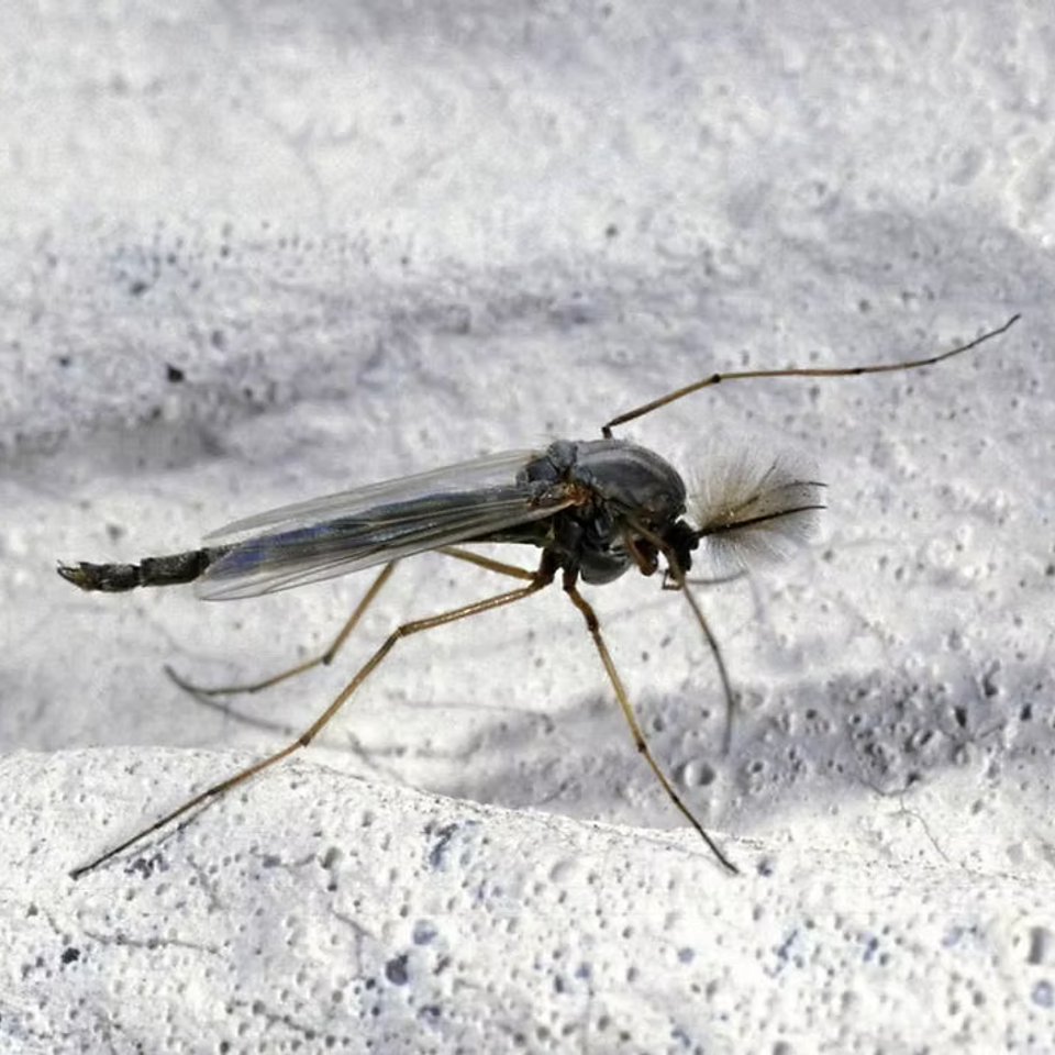 Pest8