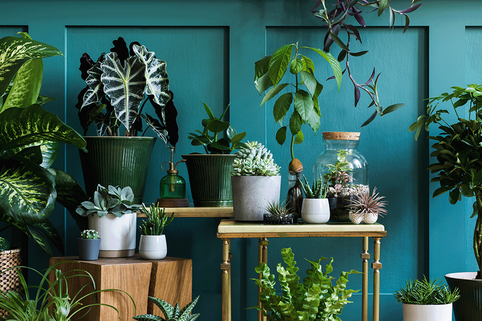 Plants houseplants