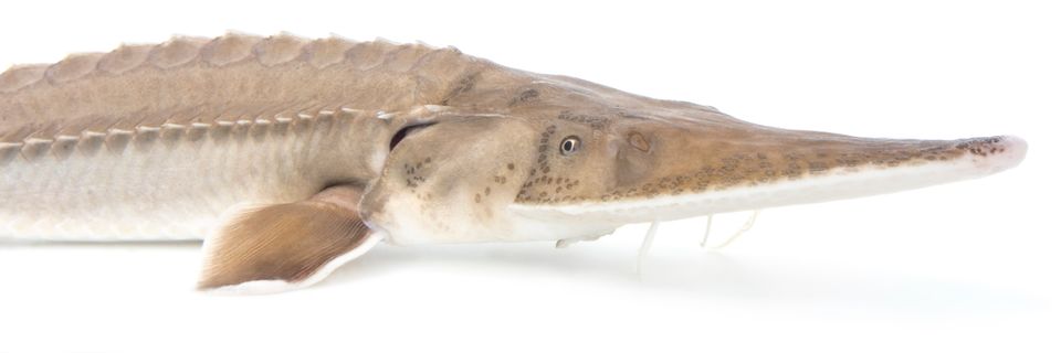 Pallid sturgeon sam stukel 2021 8
