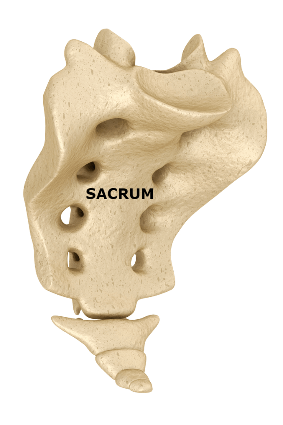 Sacrum labeled