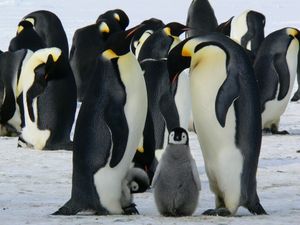 Emperor penguins g9796f23c2 1920