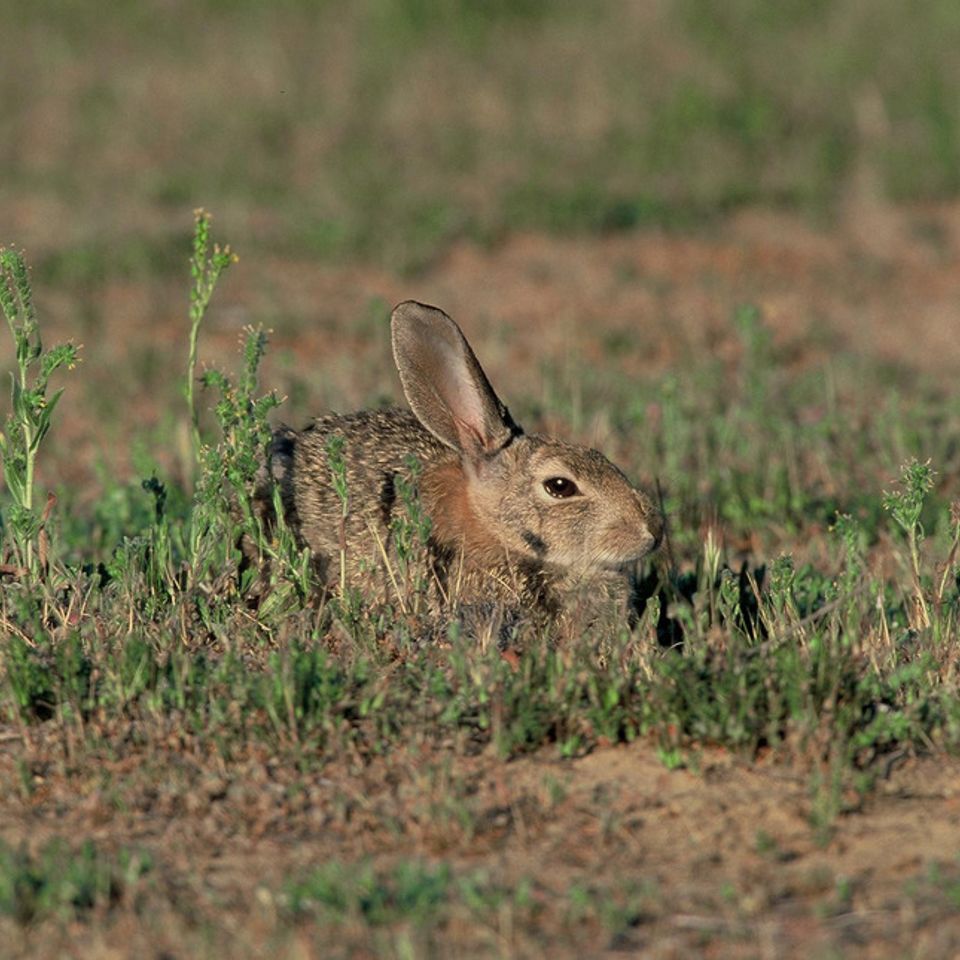 Chuckgraham desertcottontail img05120121211 21833 mm2cfi 0