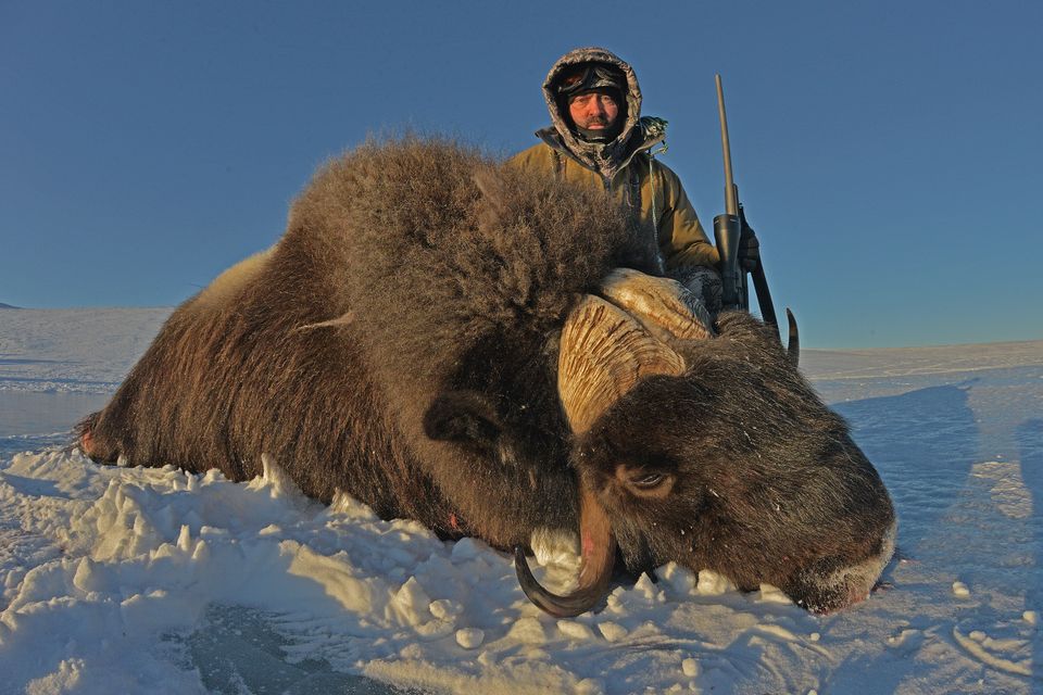 Aaronmuskoxrifle1 copy copy