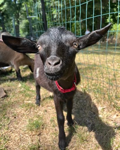 Goatsandgiggles2