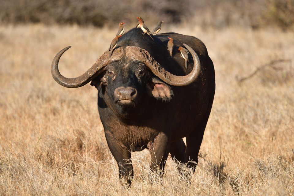 Cape buffalo g60a1b9b9c 1920