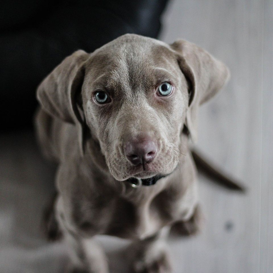 Weimaraner 57e3dd424b 1920