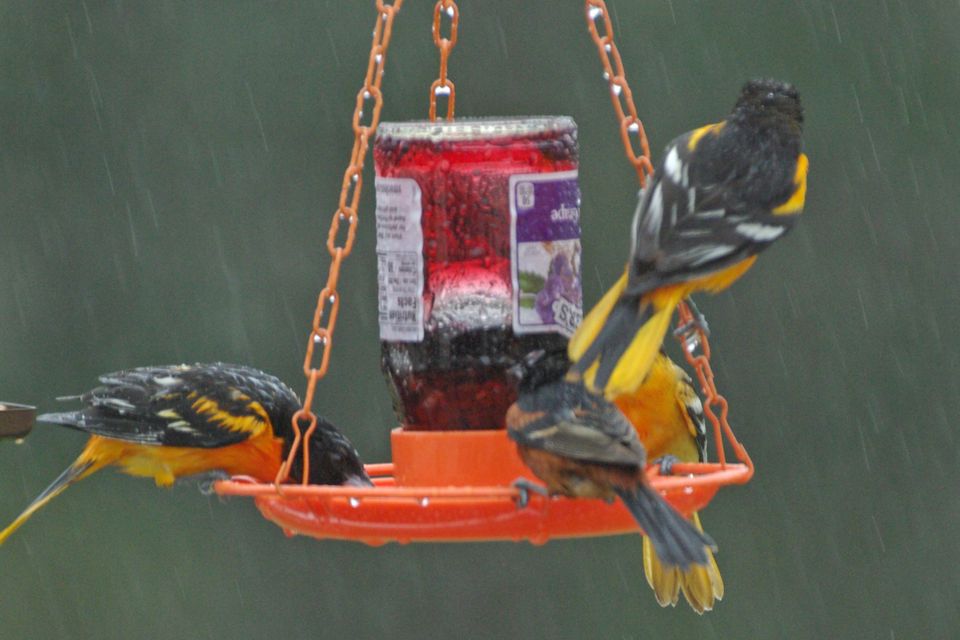4 orioles in the rain 22 imgp0225