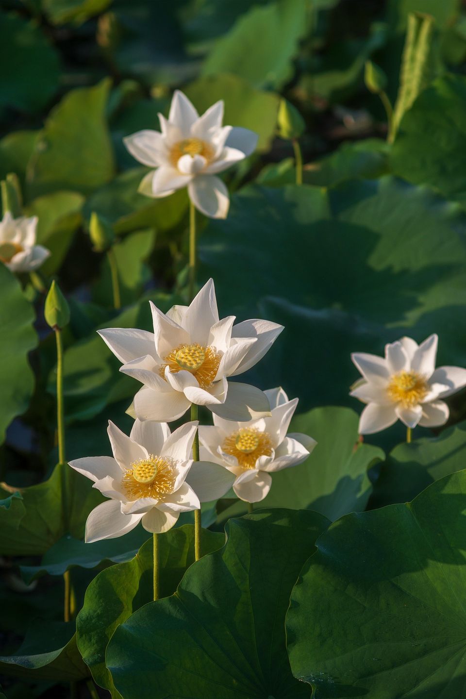 Lotus g0d26205c5 1920
