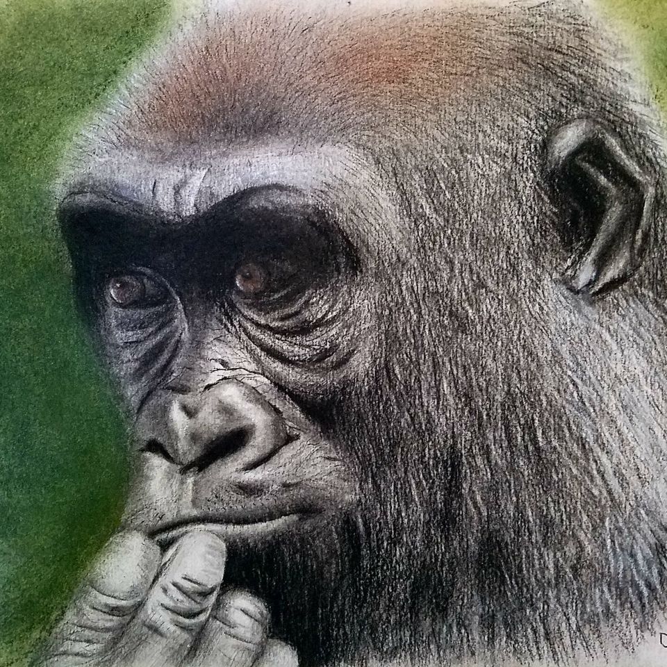 Hmmmm! - Charcoal and Colored Pencil (8x10)