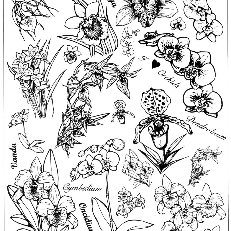 Orchids