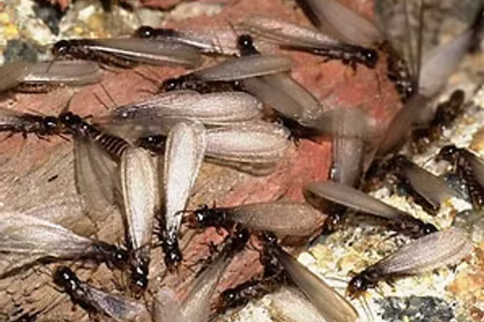 Termites3