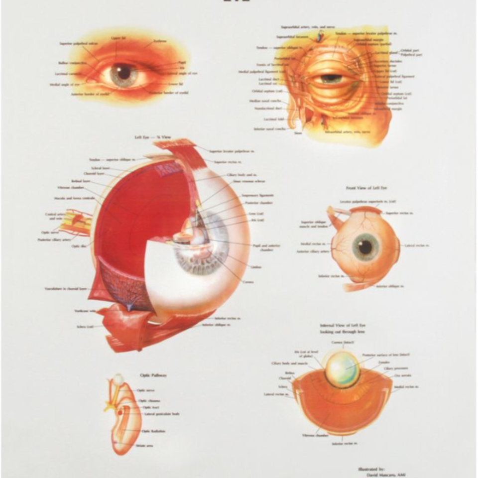 Human eye chart