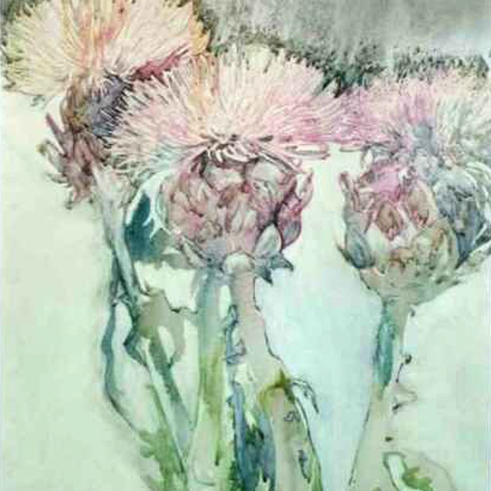 Flowering artichokes