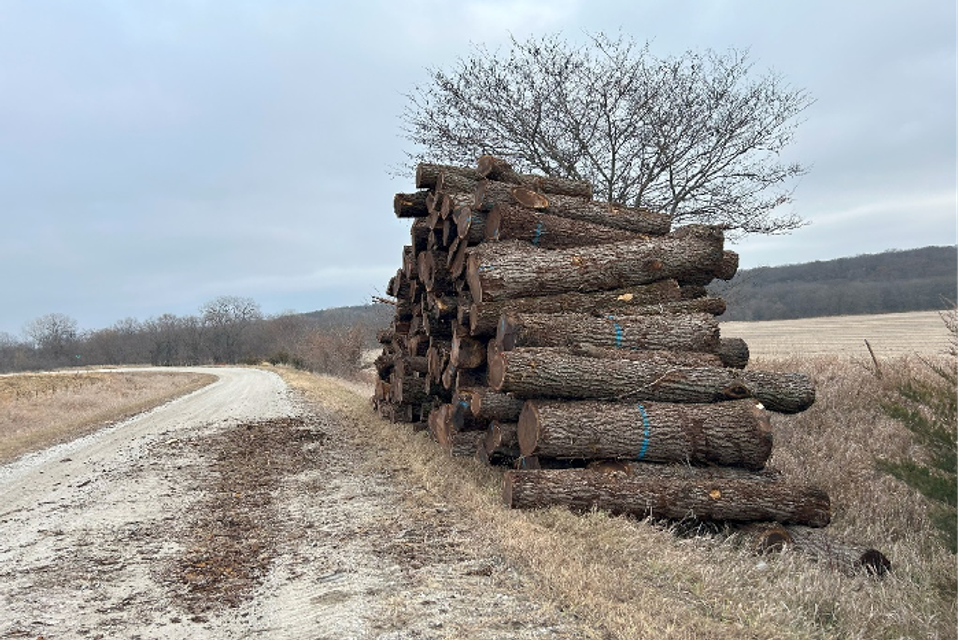 Timber harvest1