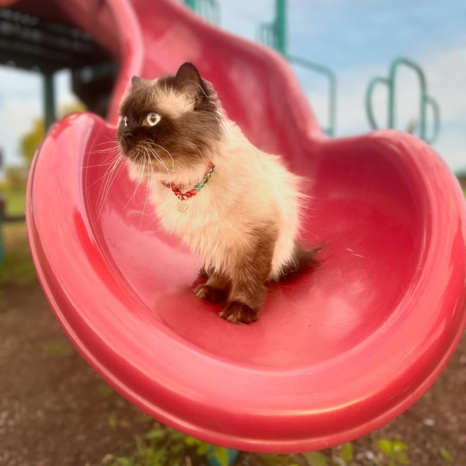 Cat on slide