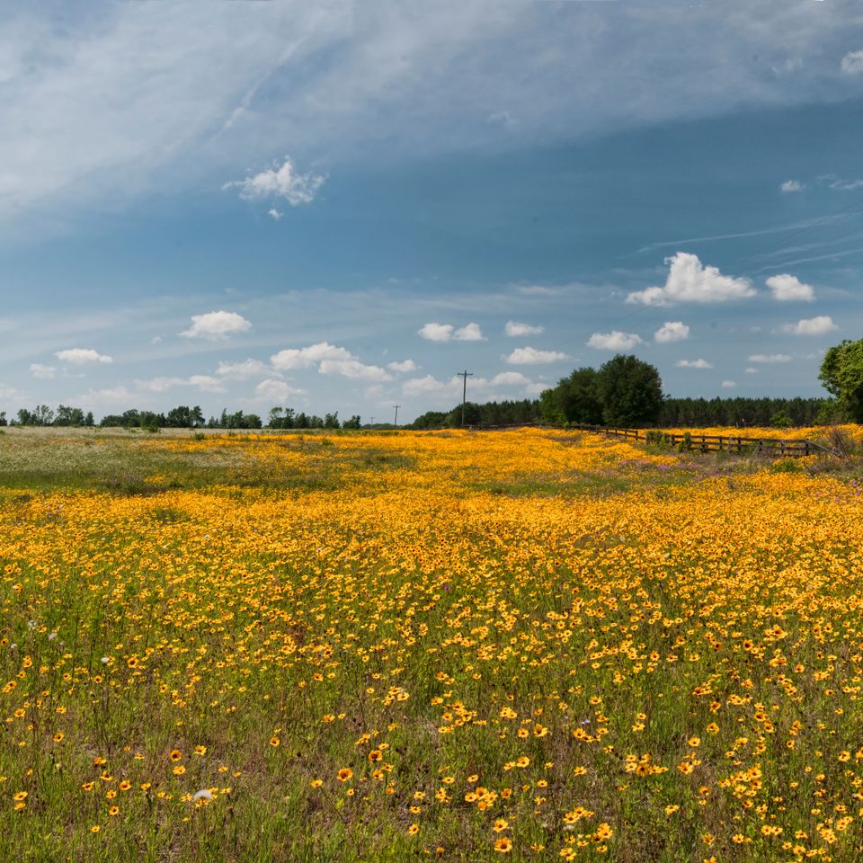 Rc wildflowers 48 edit